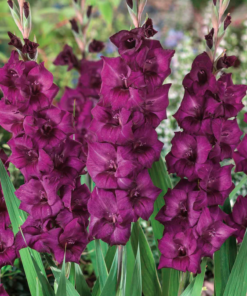Gladiool &#8216;Purple Flora&#8217; 14/16