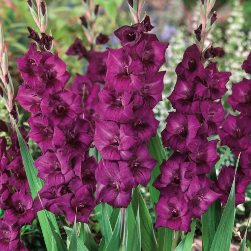 Gladiool 'Purple Flora' 14/16