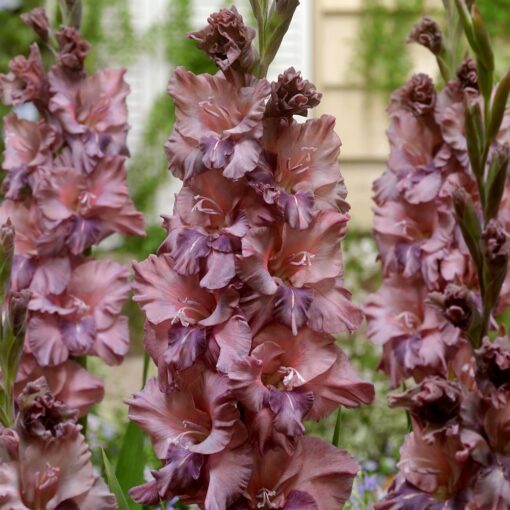 Gladiool 'Rusty Chestnut' 12/14